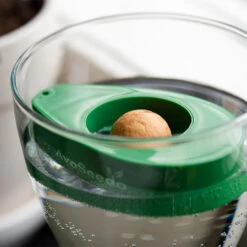 AvoSeedo, Dyrk Avocado