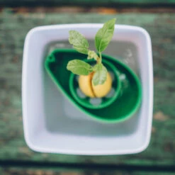 AvoSeedo, Dyrk Avocado 11 AvoSeedo, Dyrk Avocado -Butik Zwilling 12772 3