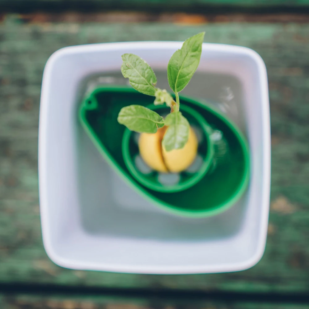AvoSeedo, Dyrk Avocado 5 AvoSeedo, Dyrk Avocado - Billede 3