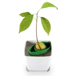 AvoSeedo, Dyrk Avocado 12 AvoSeedo, Dyrk Avocado -Butik Zwilling 12772 4