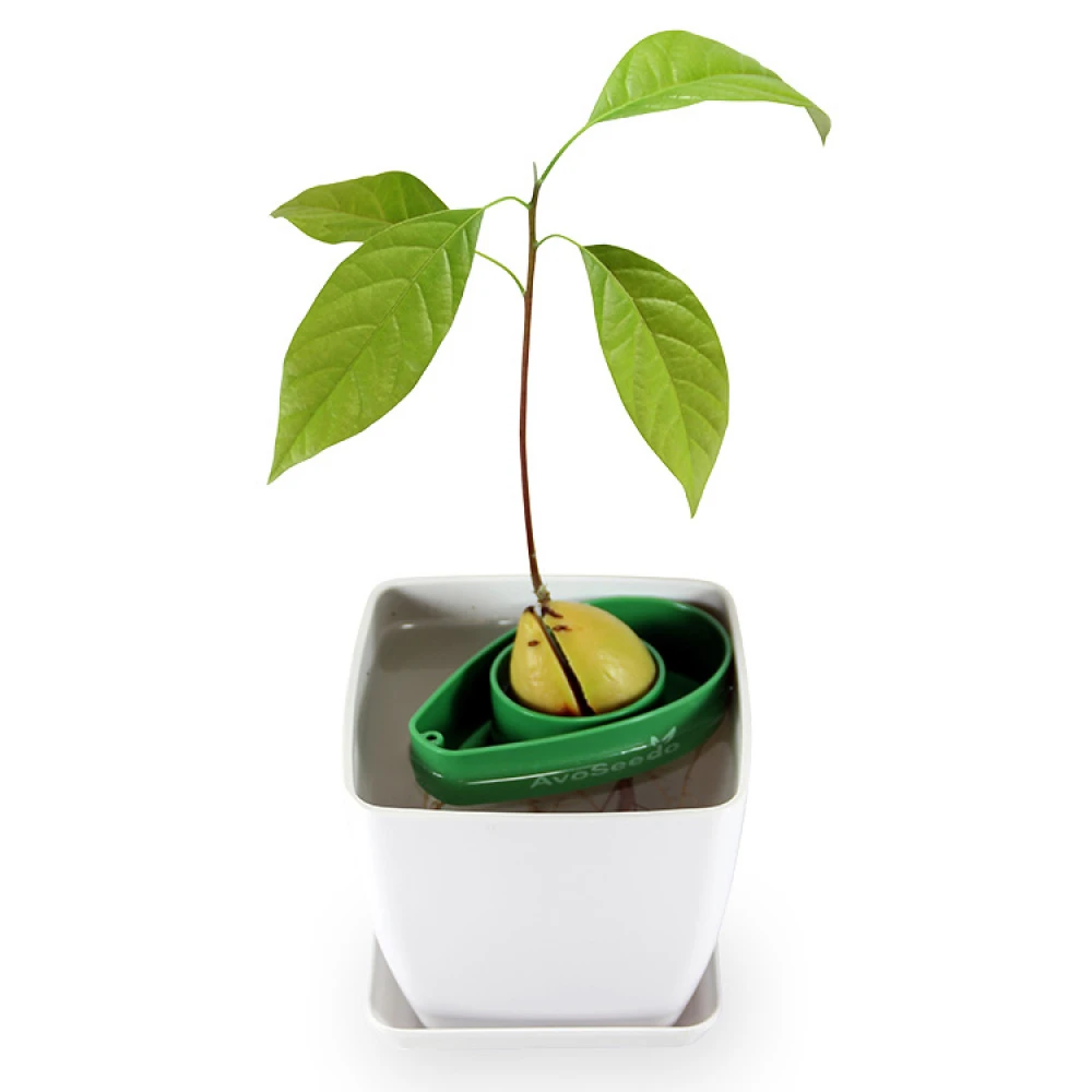 AvoSeedo, Dyrk Avocado 6 AvoSeedo, Dyrk Avocado - Billede 4